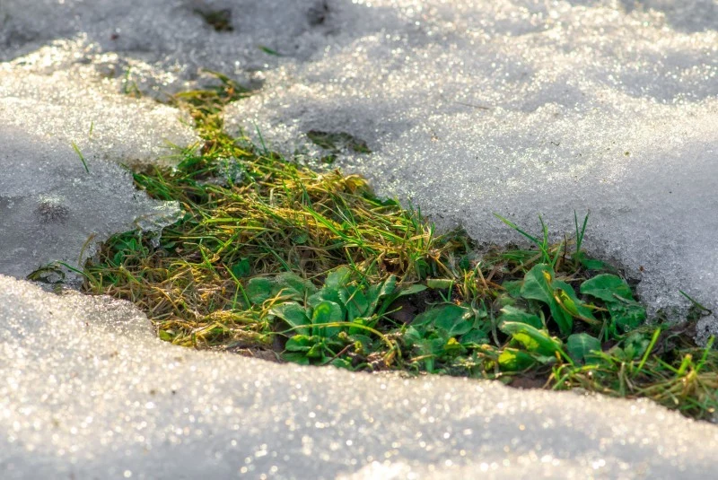 Zwróćmy uwagę, by na trawniku nie gromadziła się warstwa zamarzniętego śniegu