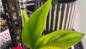 Hydroponika to bezglebowa uprawa rośli./Instagram