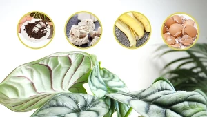 Domową odżywkę dla naszych roślin można wykonać także sadzodzielnie.