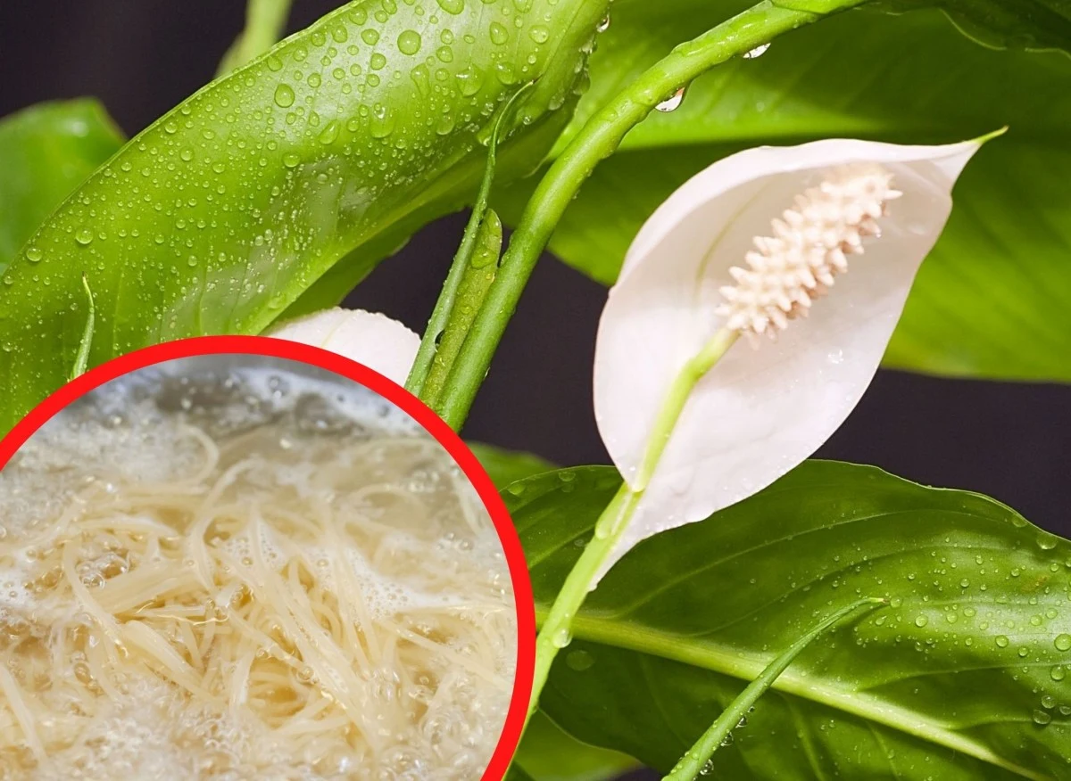 Woda z gotowania makaronu to doskonały naturalny nawóz zarówno dla roślin doniczkowych