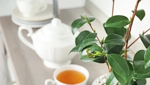 Herbata to jeden z najpopularniejszych napojów na świecie. Jak uprawiać tę roślinę w domu?