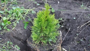 Iglaki można sadzić wiosną i jesienią