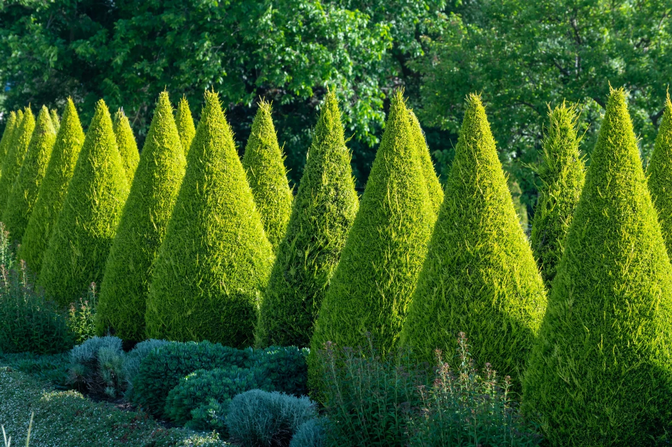 Sadzenie iglaków przy ogrodzeniu to dobry pomysł na stworzenie żywopłotu