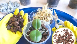 Istnieją dwa sposoby na zdobycie nasion storczyka.