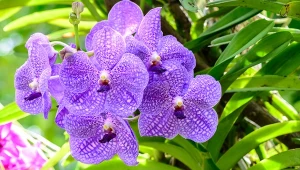 Storczyk Vanda występuję w wielu wersjach kolorystycznych oraz ma ciekawe desenie.