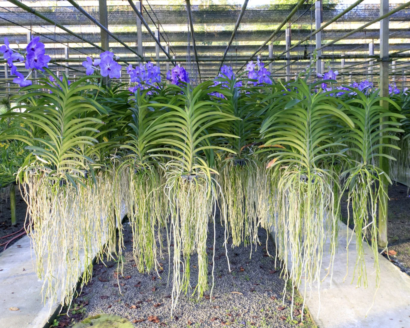 Producenci uprawiają storczyki Vanda w szklarniach bez podłoża