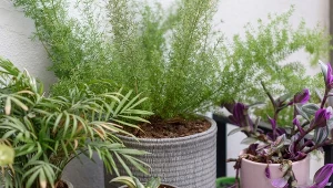 Asparagusy uwielbiają "kąpiele" pod prysznicem.