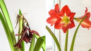 Amarylis nazywany jest też wymiennie jako hipeastrum lub zwartnica.