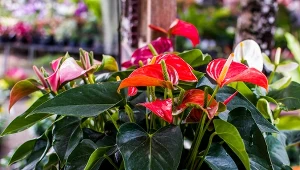 Kwiat anturium to tak naprawdę przebarwiony liść