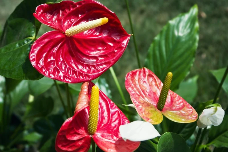 Niedobór światła może zahamować wzrost i kwitnienie anturium