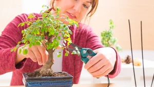 Od czego zacząć uprawę drzewka bonsai? Wyjaśniamy