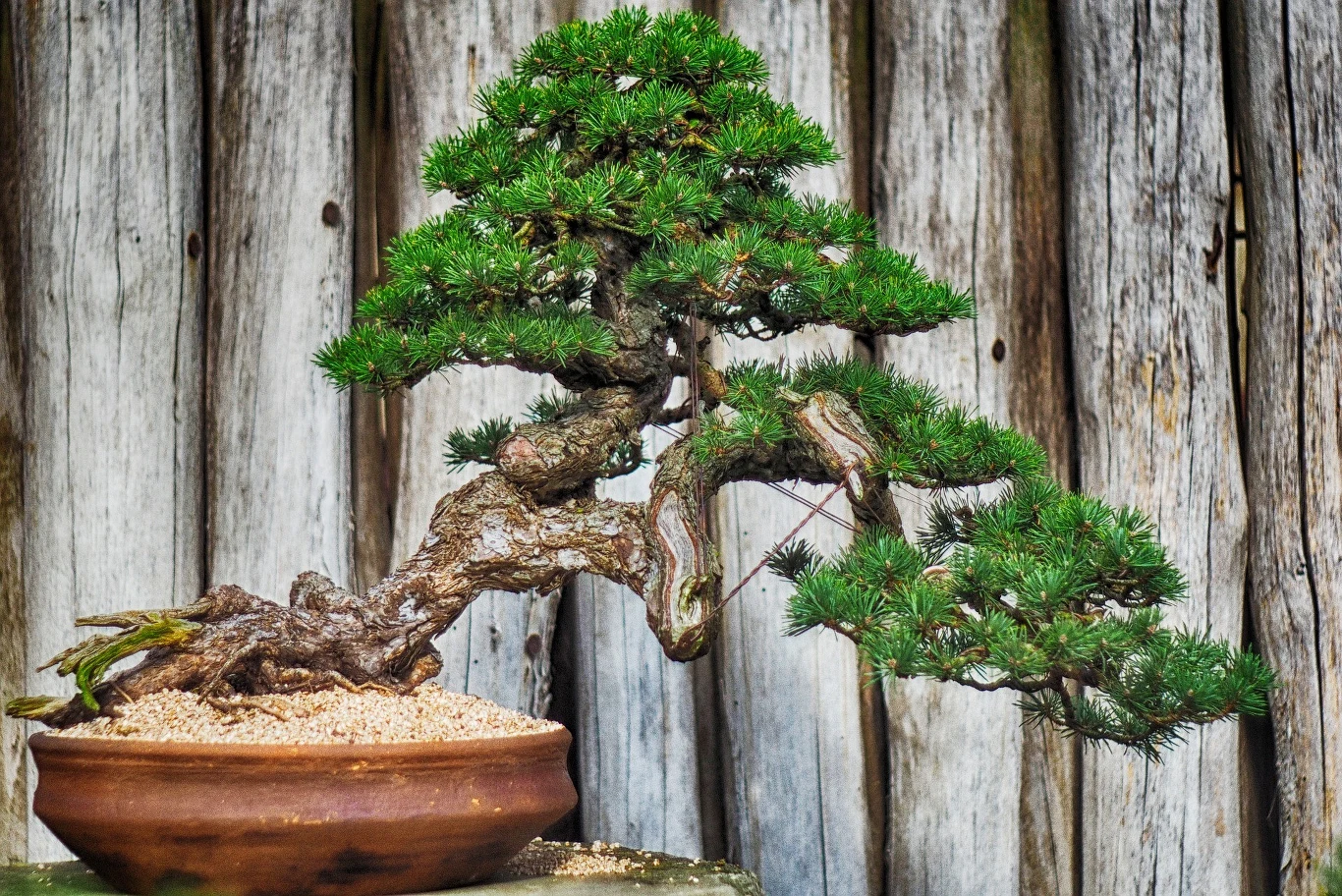 Gubienie liści drzewka bonsai zdarza się często w amatorskiej uprawie