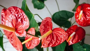 Czerwone anturium jest wyrazem miłości.