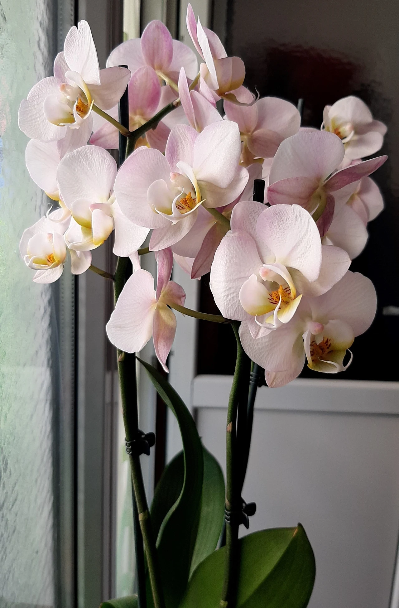 Storczyk symbolizuje miłość i piękno