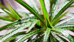 Rodzaj dracena liczy przeszło 40 gatunków. W domu najczęściej uprawia się dracenę obrzeżoną