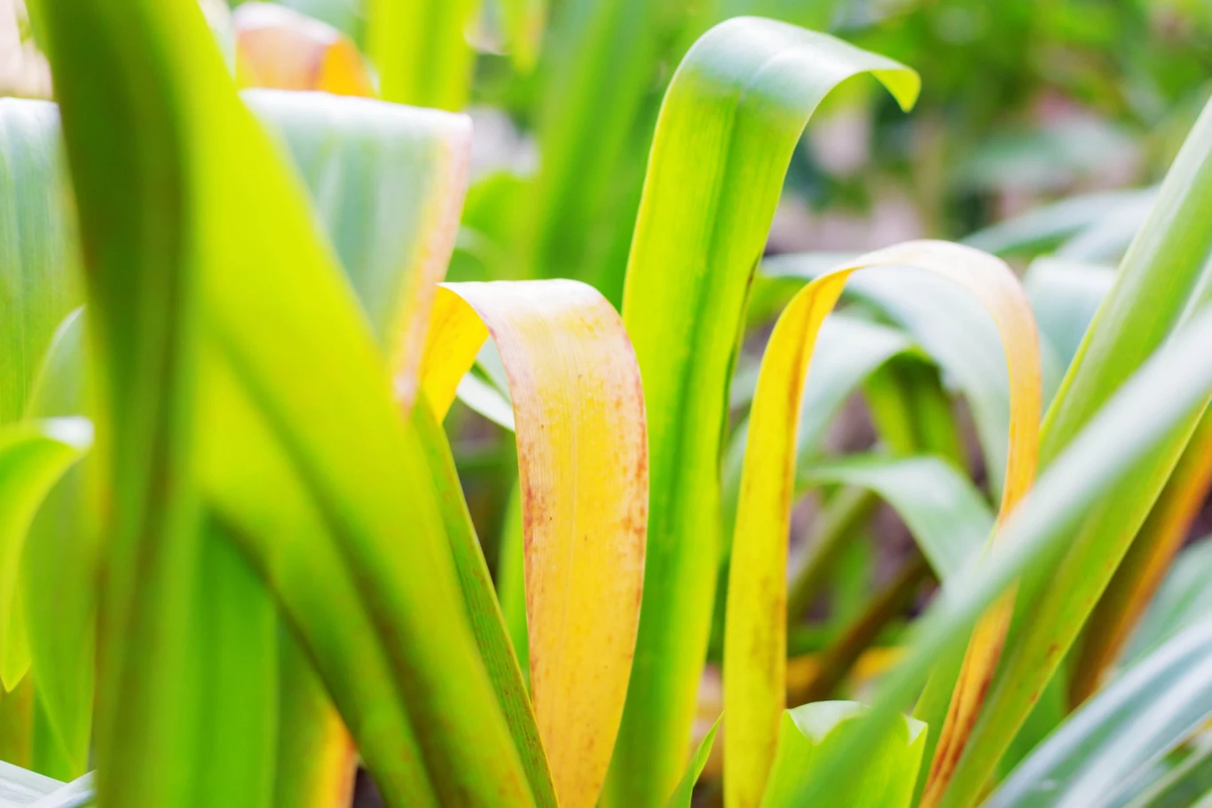 Liście dracen żółkną z powodu błędów nawożeniu lub podlewaniu