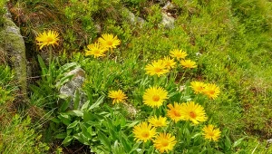 Arnika to zioło o pozytywnym wpływie na stawy