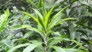 Dracena Warnecki posiada efektowne pasiaste liście.