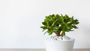 Niewiele osób wie, że grubosz uprawiany w doniczce może zakwitnąć.