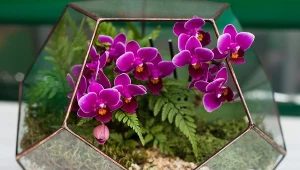 Storczyk w szkle – krok po kroku