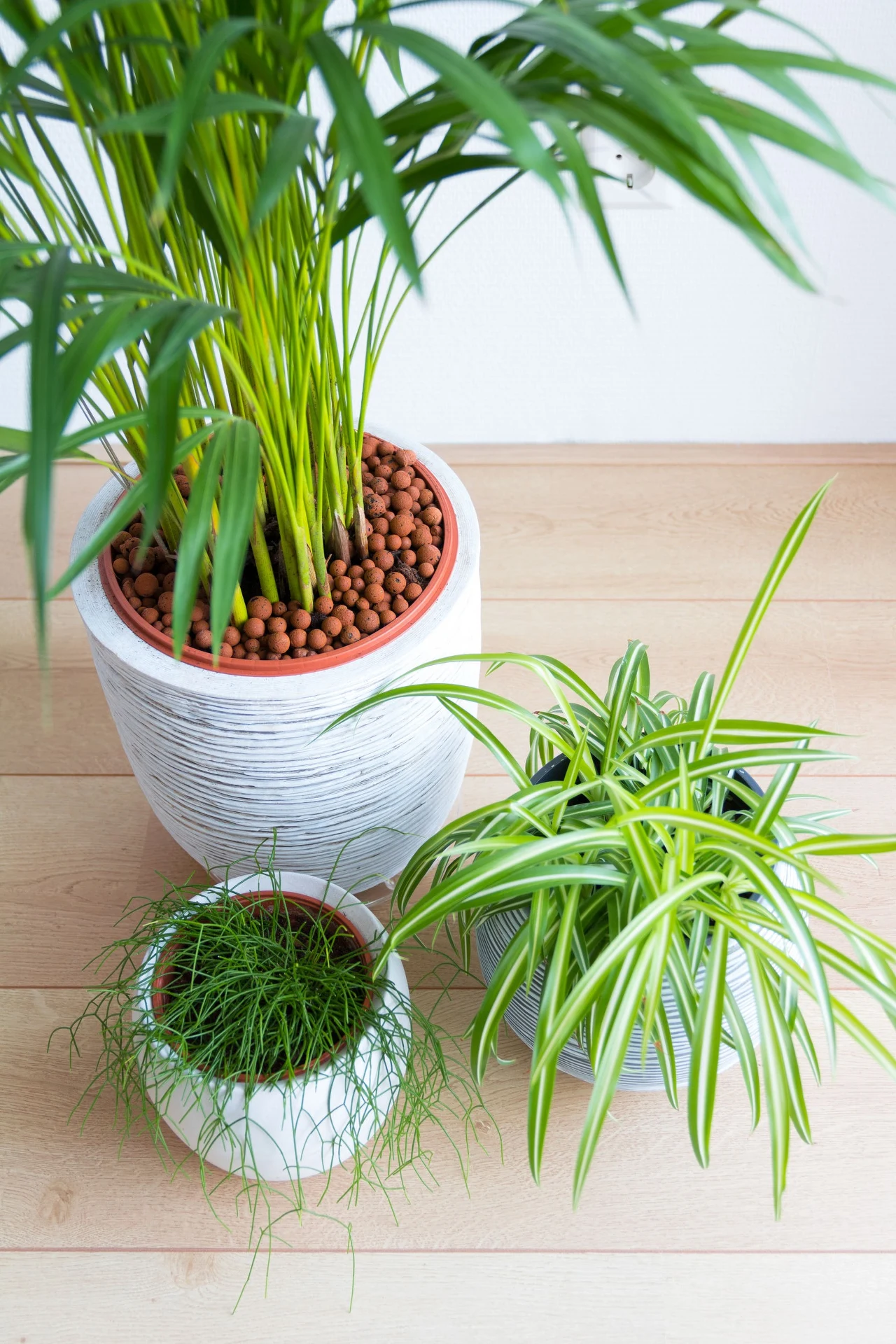 Zielistka nie przepada za nadmiernym podlewaniem