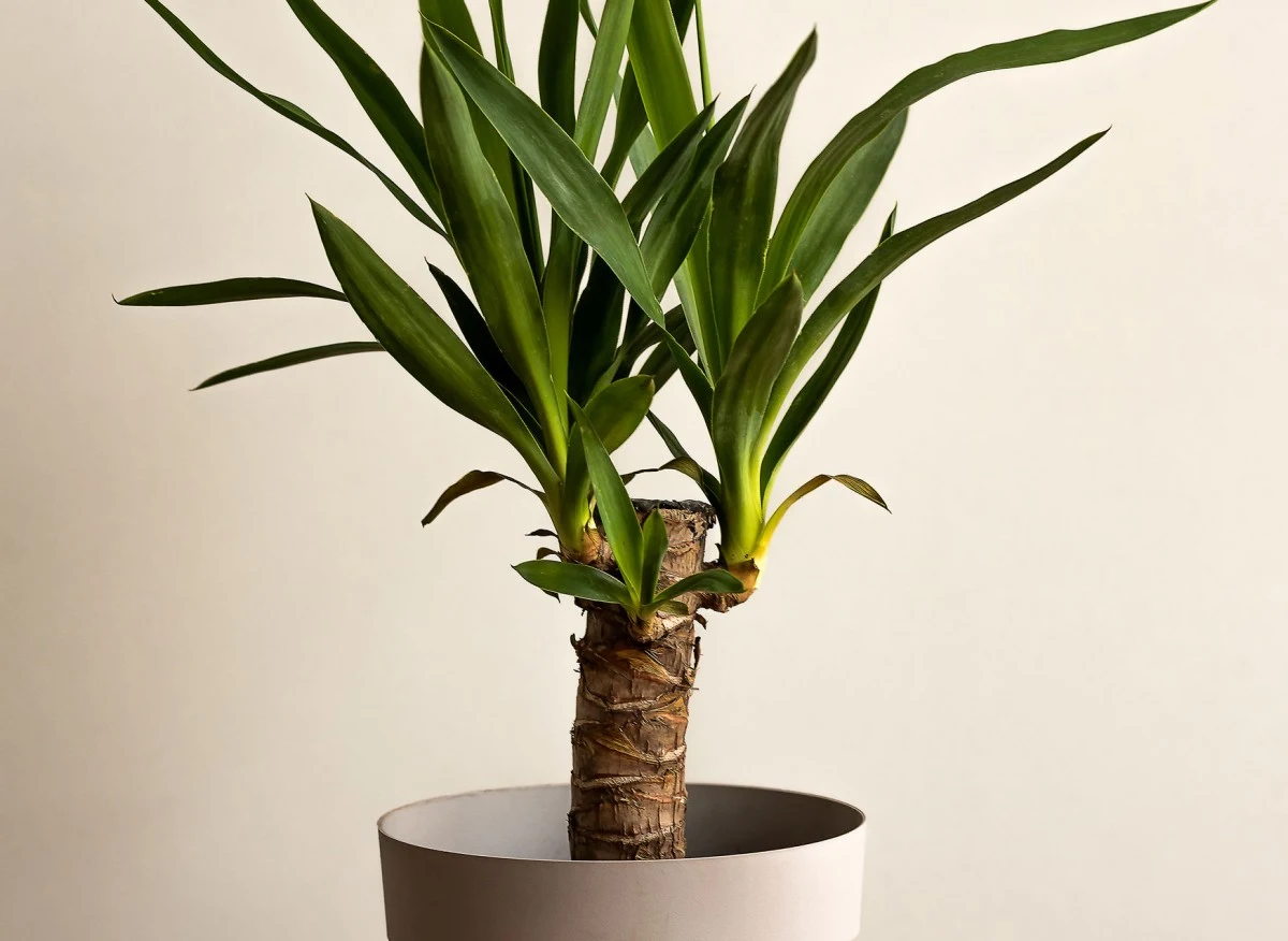 Juka gwatemalska ma charakterystyczny pień, który wieńczą rozety jasnozielonych, szpiczastych liści