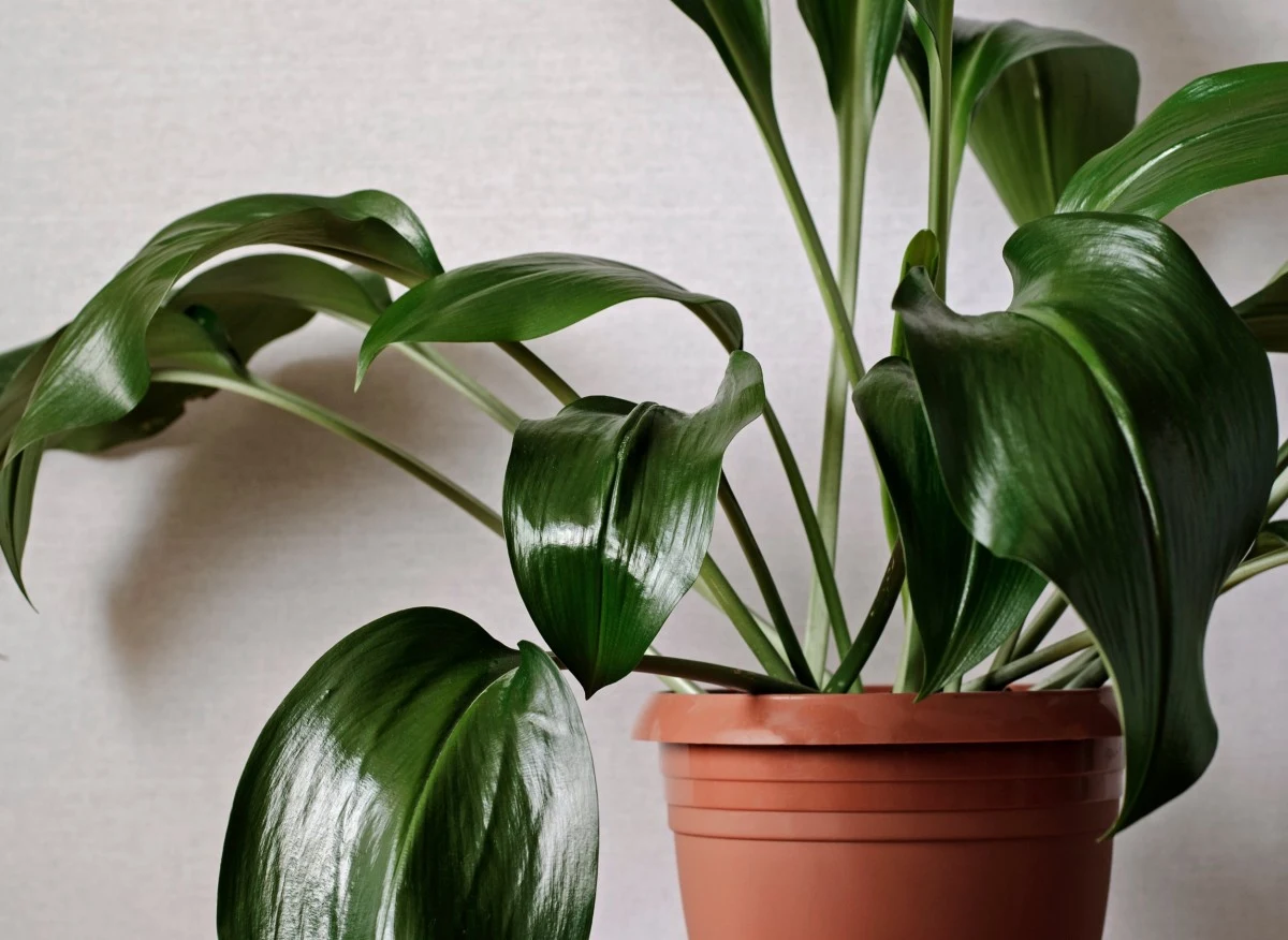 Aspidistra wygląda bardzo elegancko i doskonale sprawdza w nowoczesnych wnętrzach