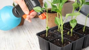 W lutym z warzyw wysiewać można pomidory i marchew, a z roślin ozdobnych: begonię i petunię