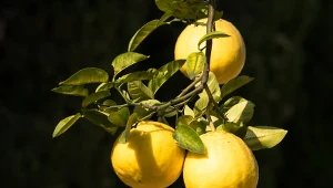 Cytryna skierniewicka pochodzi z USA. Nazwę zawdzięcza dużej popularności, jaką zyskała w Skierniewicach w latach 70. XX wieku