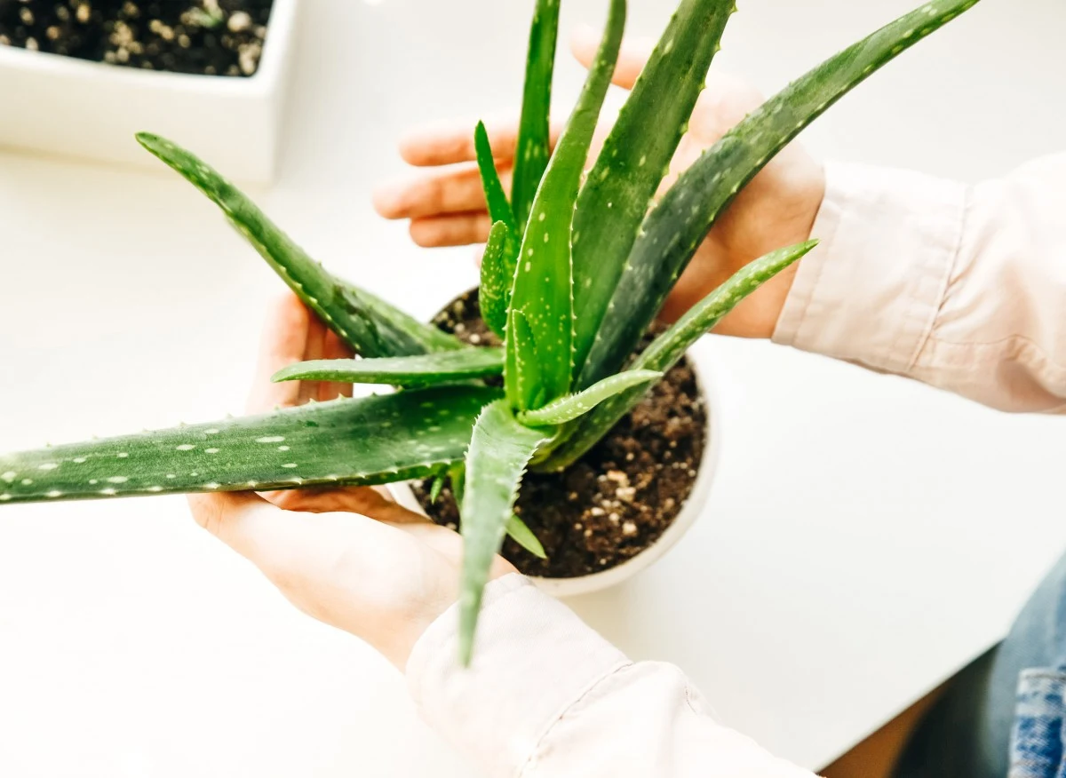 Uprawa aloesu w doniczce