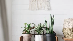 Kwiaty doniczkowe, które pochłaniają dym z papierosów.