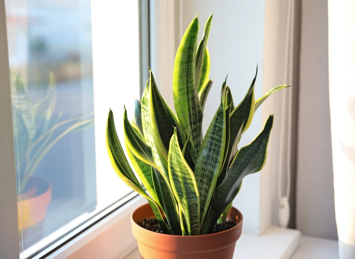 Język teściowej to jeden z najbardziej wytrzymałych kwiatów doniczkowych