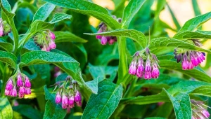 Żywokost lekarski to wieloletnia bylina, która dobrze radzi sobie w polskich warunkach