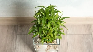 Symbol szczęścia, bogactwa i energii. Warto trzymać go w domu