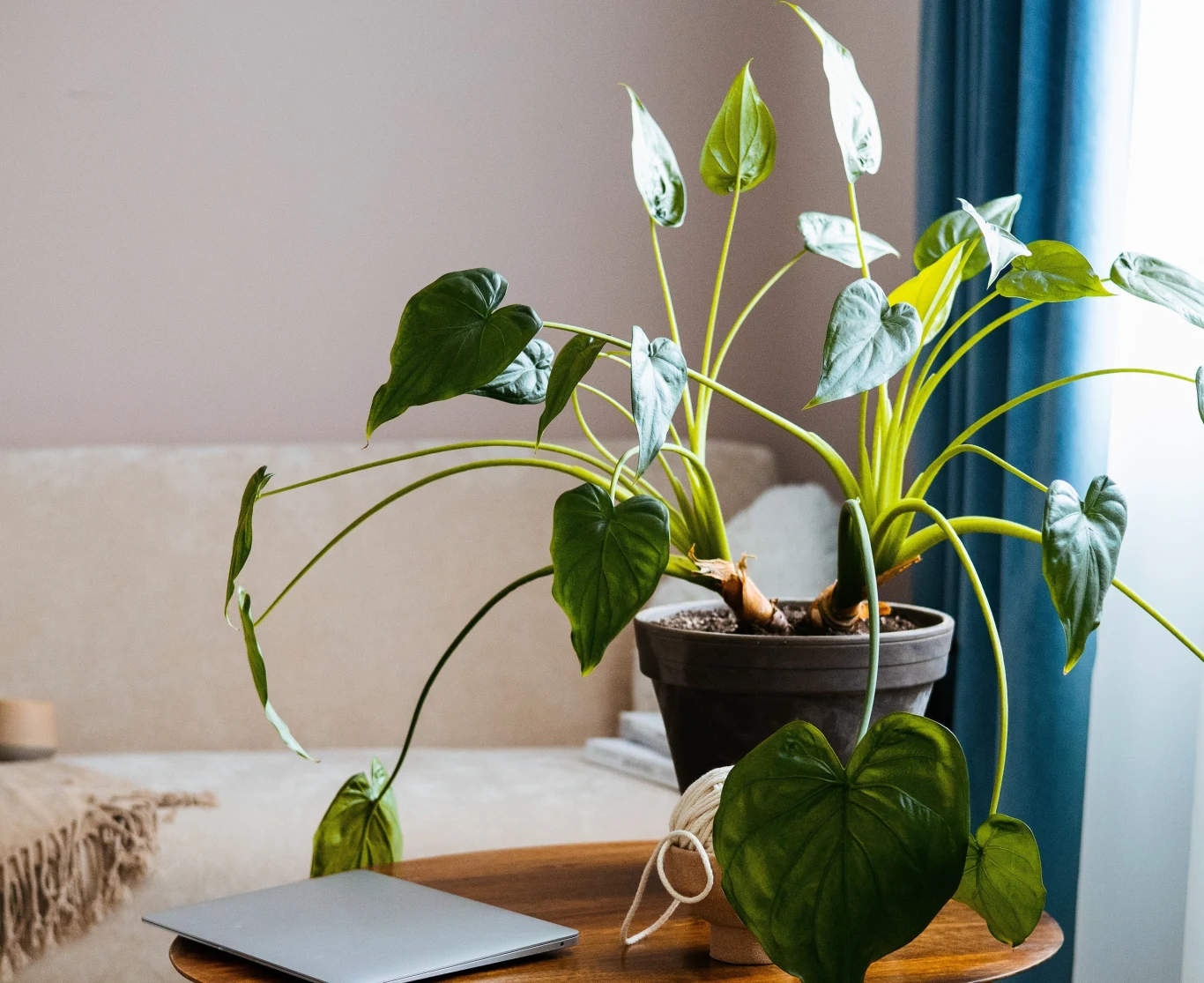 Zima to trudny okres dla kwiatów doniczkowych