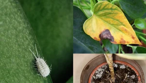 Sprawdź, czy znasz się na szkodnikach i chorobach roślin doniczkowych.