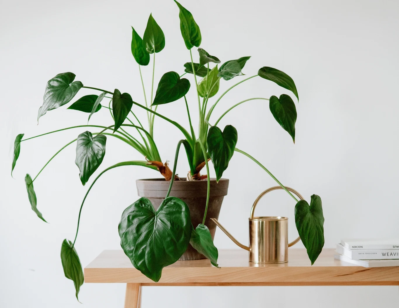 Zimą rośliny mają mniejsze zapotrzebowanie na wodę, a przelanie szkodzi im bardziej niż przesuszenie