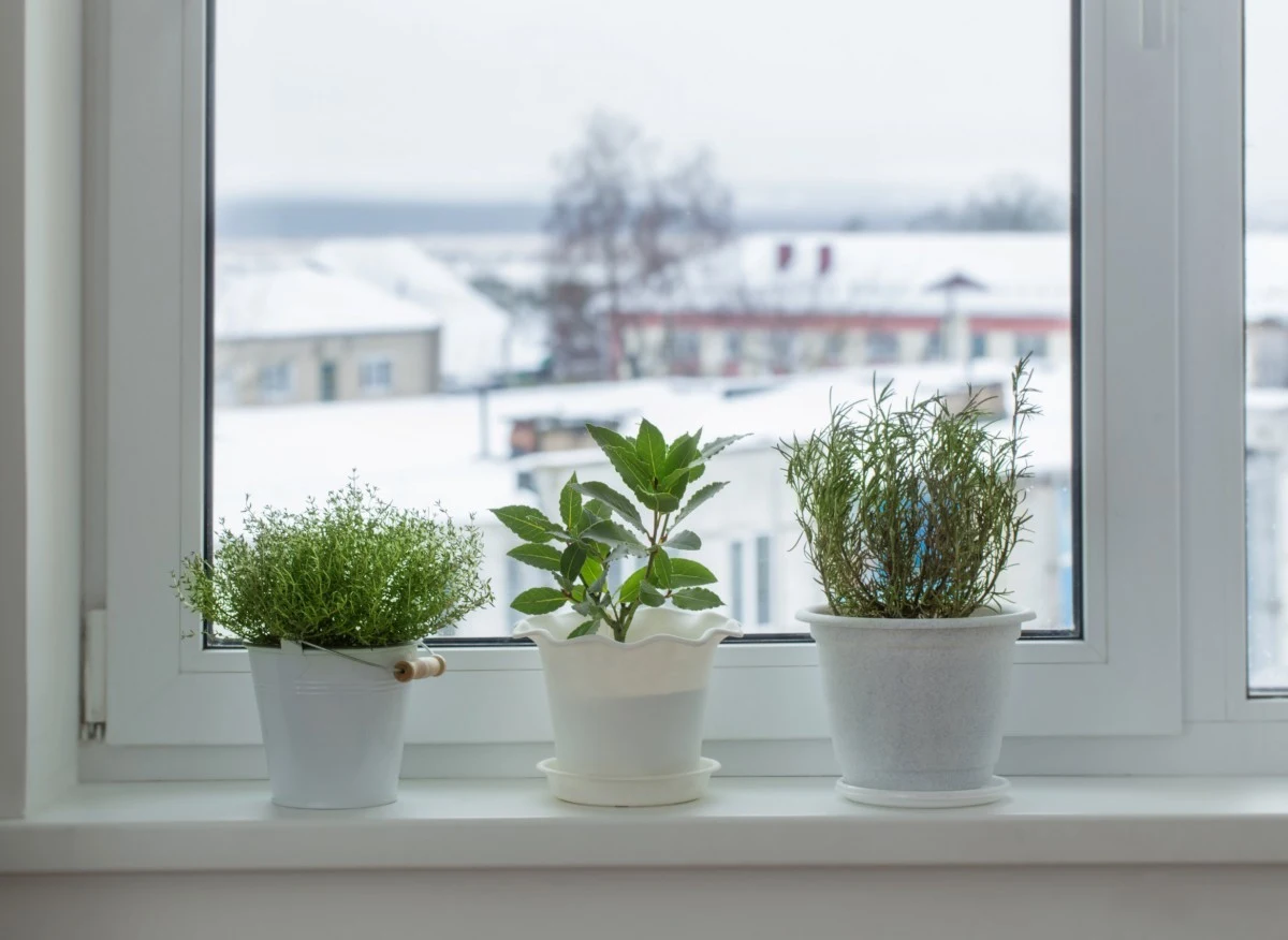 Zimą lepiej trzymać kwiaty w chłodniejszym pomieszczeniu