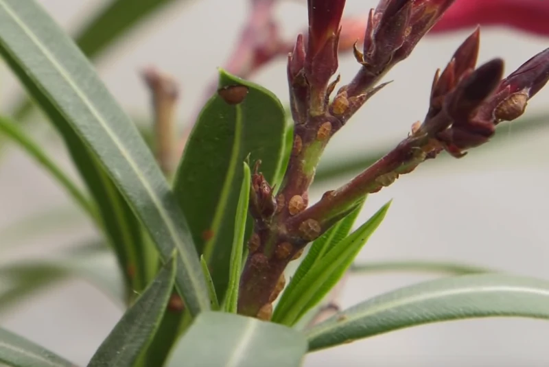 Miseczniki mają wiele roślin żywicielskich i potrafią żerować praktycznie na wszystkich roślinach w naszych mieszkaniach