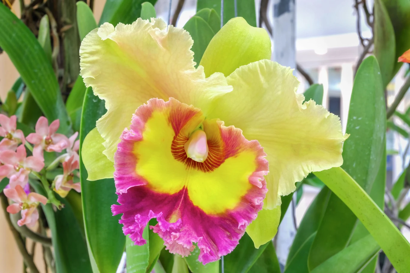 Kwiaty storczyka Cattleya mają pokaźne rozmiary i pięknie pachną