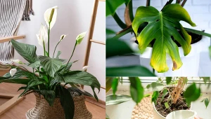 Sprawdź czy znasz się na roślinach doniczkowych.