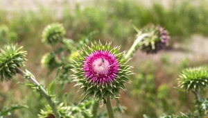 Ostropest kwitnie od lipca do sierpnia. Łatwo pomylić go z rodzimym ostem