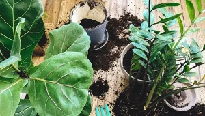 Jeśli korzenie wychodzą poza otwór doniczki, to znak że pora na przesadzanie