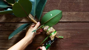 Fikusy spreżyste można rozmnażać przez odkłady powietrzne.