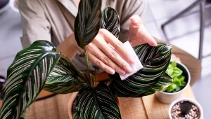 Wystarczy kilka kropel. Liście roślin doniczkowych będa pięknie błyszczeć.