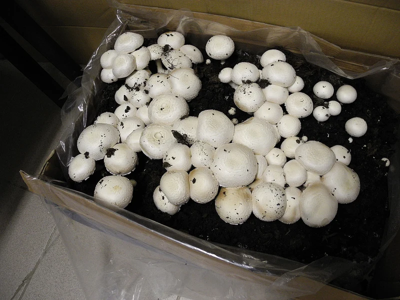 Na rynku dostępne są gotowe zestawy do amatorskiej uprawy pieczarek. Cena zestawu to ok. 15-20 zł