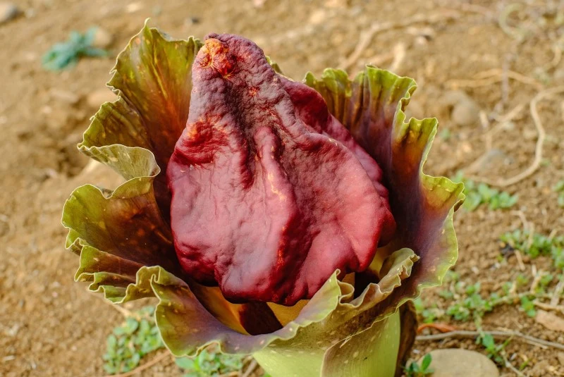 Dziwadło po angielsku potocznie nazywa się ją „corpse flower”, co przetłumaczyć można jako „trupi kwiat”