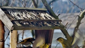 W okresie zimowym warto wpierać ptaki w ogrodzie.