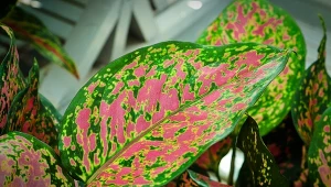 Spożycie jakiegokolwiek fragmentu tej rośliny może powodować paraliż.