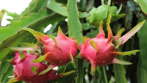 Pitaja przypomina łuski mitycznej bestii.